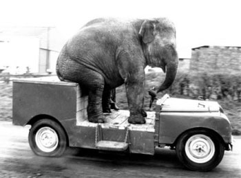 Elephant Land Rover